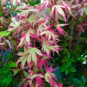 20 Purple Green Japanese Maple Tree Bonsai Seeds Heirloom Rare colorful plant (#6515)