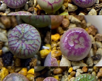 Lithops Rare Living Stones Plants Cactus Home Plantnes Plants Cactus Home Plant 50 Seeds (#3221)