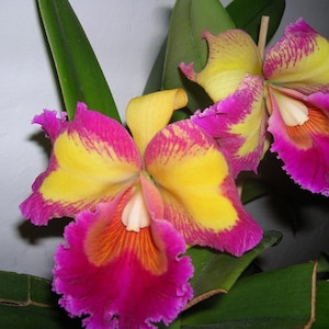 50Pcs Orchids Cattleya Flower Seeds Rare 5 Kinds Home Plant Perennial Bonsai 9967 image 5