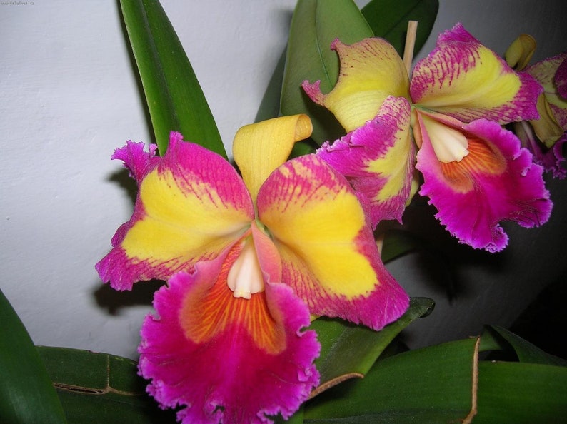 50Pcs Orchids Cattleya Flower Seeds Rare 5 Kinds Home Plant Perennial Bonsai 9967 image 5