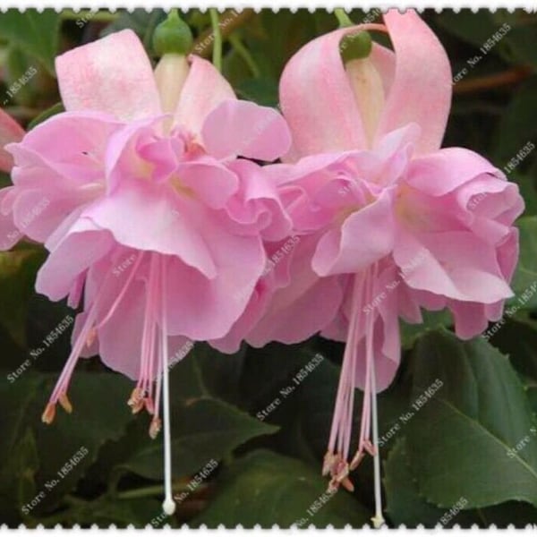 US-50pcs/bag Fuchsia Seeds Potted Flowers seeds,bonsai seeds for home garden #3707