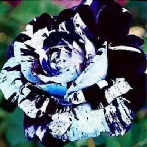Könnte beinhalten: Eine einzelne schwarz-weiße Rose mit blauen und weißen Streifen. Die Rose ist in voller Blüte und hat ein gekräuseltes Aussehen.