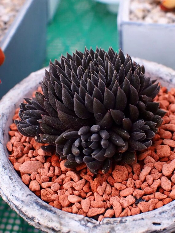 50Pcs seeds Black Flower Succulent Seeds Rare Living Stones Succulent  Seeds. #0130