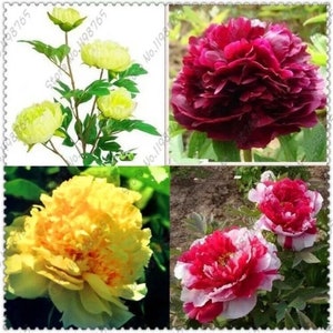 May include: Four different types of peony flowers. The first flower is a pale yellow peony. The second flower is a bright yellow peony. The third flower is a dark red peony. The fourth flower is a white and red peony.