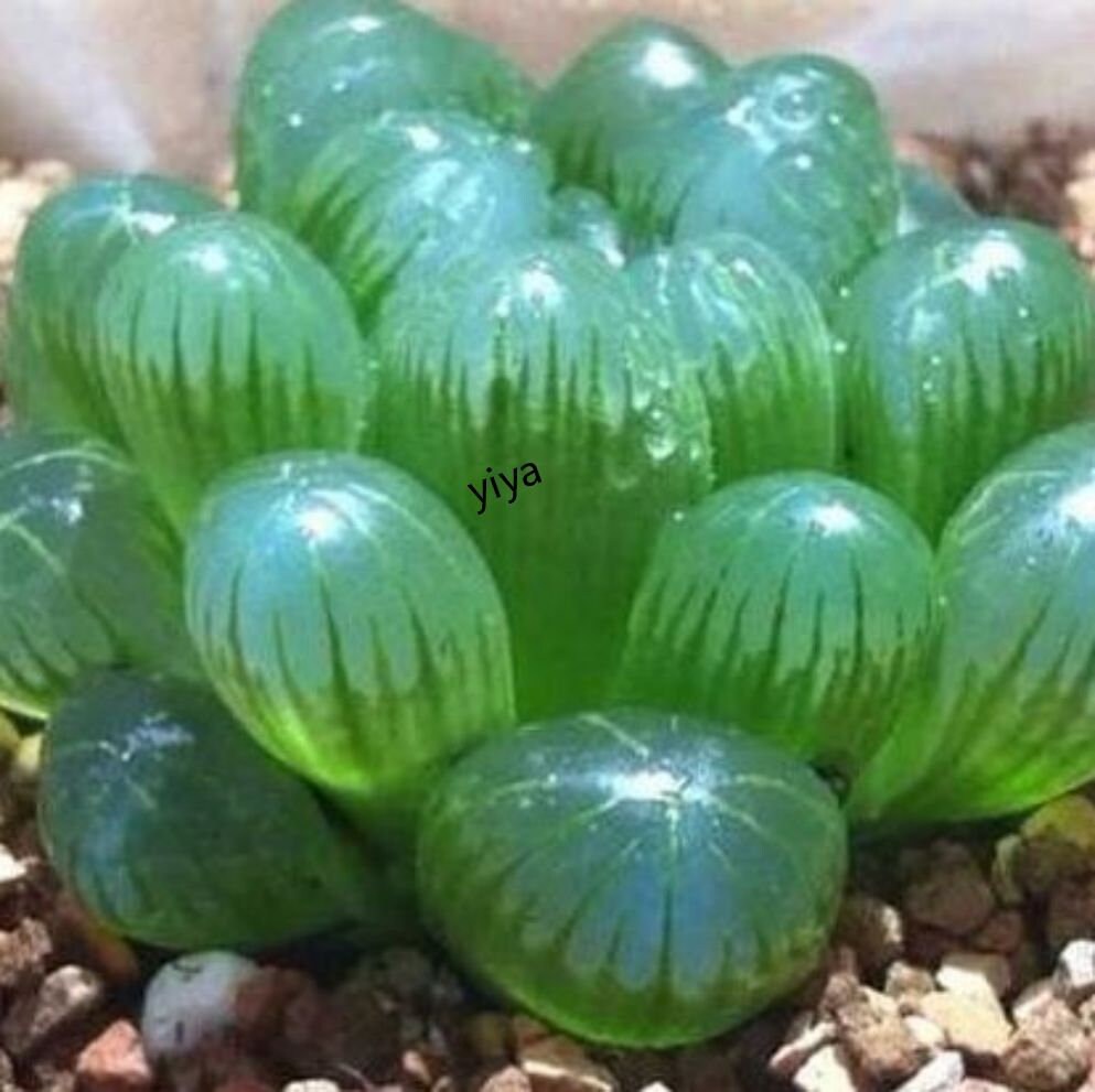 Rare Crystal Clear Succulents Seeds, 50pcs/pack. #6226 - Etsy