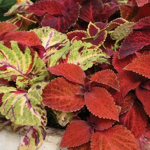 May include: Close-up of a vibrant coleus plant with a mix of red, green, and yellow leaves. The leaves have textured surfaces and varying patterns, creating a visually appealing display. The plant is in a white pot, showcasing the colorful foliage.