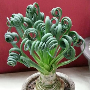 Pode incluir: Uma planta suculenta verde com folhas longas e espirais crescendo em um vaso marrom. A planta tem uma base grossa e bulbosa.