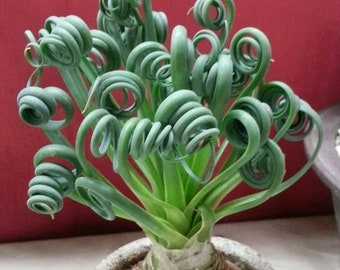 Graines Albuca spiralis, Albuca namaquensis, 50 pcs/paquet (6921)