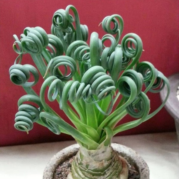 Albuca Spiralis Seeds, Albuca namaquensis, 50pcs/pack (6921)