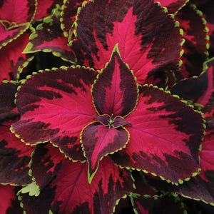 Può includere: Primo piano delle foglie della pianta di Coleus. Le foglie presentano un mix di colori, con un centro e bordi bordeaux scuro, che sfumano in un rosso rosato brillante. I bordi sono delineati da un sottile bordo verde chiaro, creando un contrasto sorprendente.