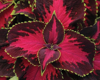 20Pcs Coleus seeds, Chocolate Covered Cherry Non-fading bold pattern for sun and shade..(#3199)