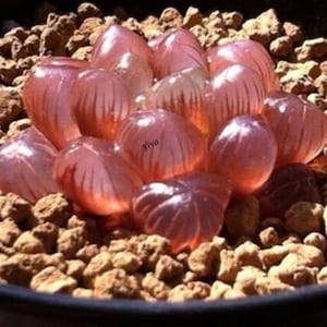 May include: A close-up of a cluster of pink and translucent succulent plants with a textured surface. The plants are arranged in a circular pattern and are surrounded by small brown pebbles.