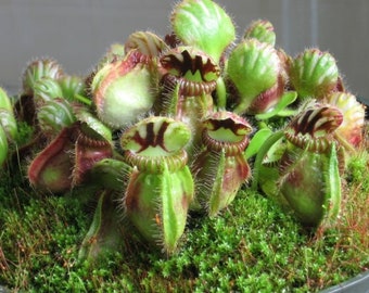 Cephalotus Folliculari * Carnivora *Pianta carnivora molto rara, 50 pezzi/confezione (9658)