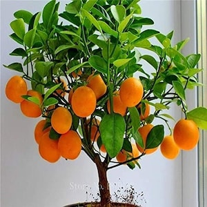 May include: A small orange tree with green leaves and many ripe orange fruits. The tree is potted and appears to be a bonsai.