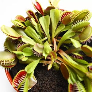 May include: A close-up of a potted Venus flytrap plant with multiple green traps with red interiors. The plant is in a red plastic pot with brown soil.