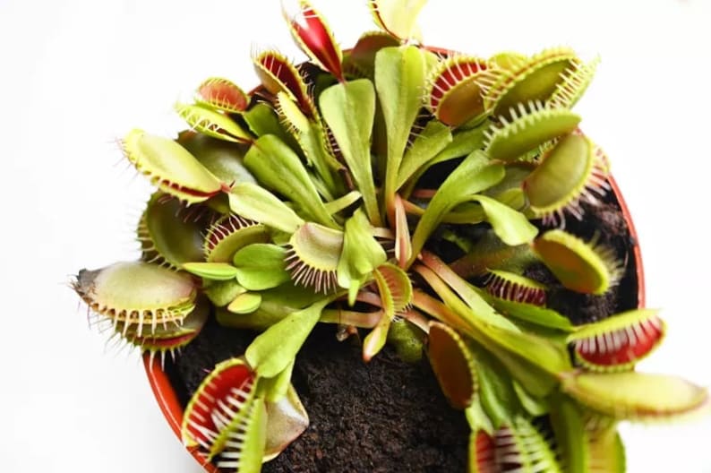 Yiya8garden Venus Fly Trap Seeds - Thumbnail 3