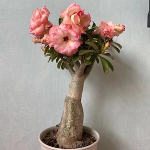 May include: A potted desert rose plant with multiple pink and white flowers. The flowers have a ruffled appearance and a darker center. The plant has green leaves and a thick, textured trunk. The pot is white.