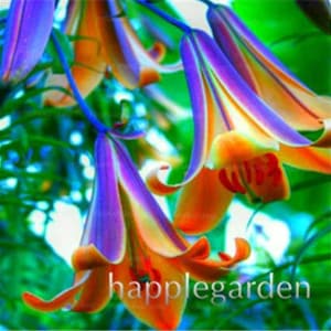 May include: Close-up of a vibrant orange and purple lily flower with a green background. The flower has a unique, almost iridescent, color pattern.