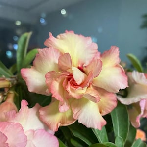 5 Stück Seltene Gelbe & Rosa Wüstenrose Samen Gartenblumen Dekor-Samen (5170)