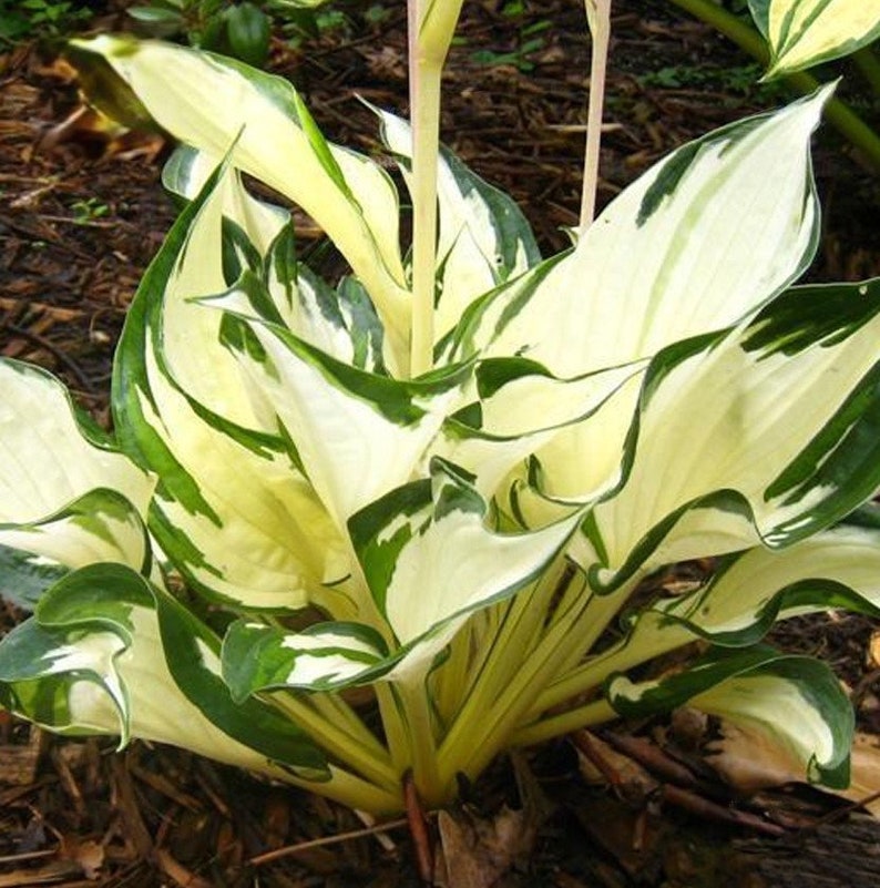 May include: A close-up of a hosta plant with white and green variegated leaves. The leaves are long and narrow, with a pointed tip. The plant is in bloom, with a tall flower stalk.