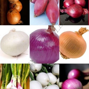 Puede incluir: Surtido de cebollas de varios colores y tamaños, incluyendo cebollas amarillas, blancas, rojas y moradas. Algunas cebollas tienen tallos verdes.