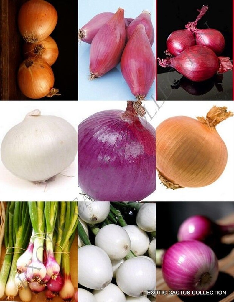 May include: Assortment of onions in various colors and sizes, including yellow, white, red, and purple onions. Some onions have green stalks attached.
