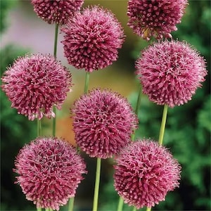 50pcs MIX Color giant Allium giganteum flower seeds garden plant image 5