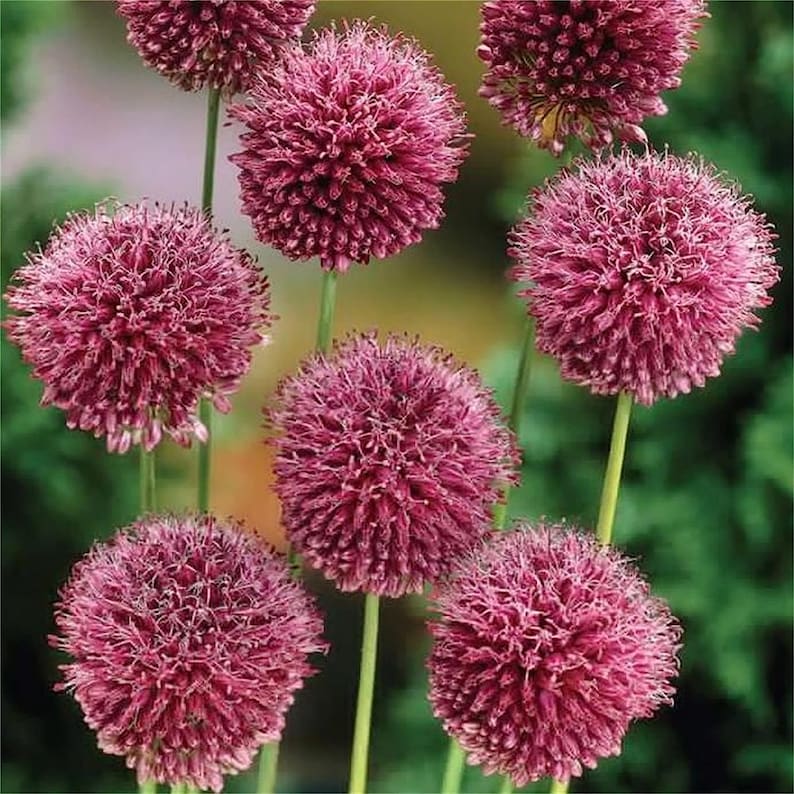 50pcs MIX Color giant Allium giganteum flower seeds garden plant image 5