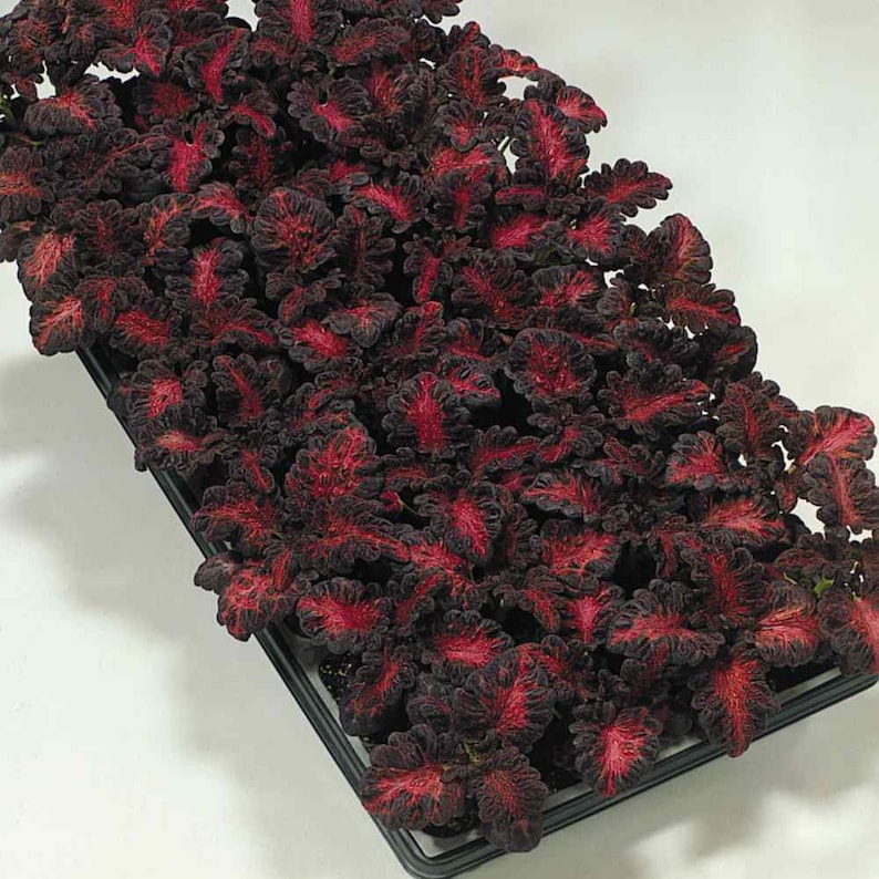 Coleus Seeds Black Dragon 20 seeds / Coleus scutellarioides.3298 image 2