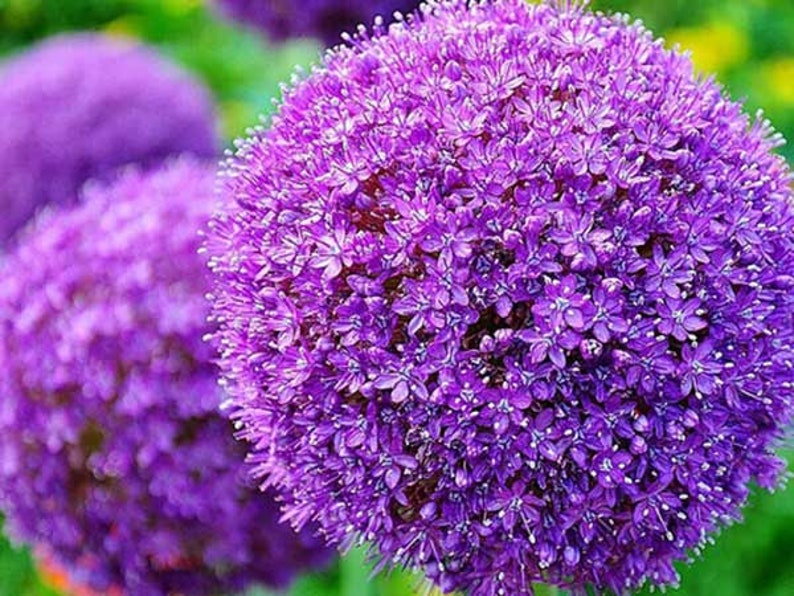50pcs Purple Giant Allium Giganteum Flower Seeds Garden Plant Etsy