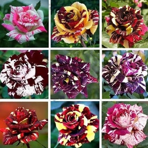 Multi-Color Rose Seeds, Double Petal Rose, 50pcs/Pack. (#9514)