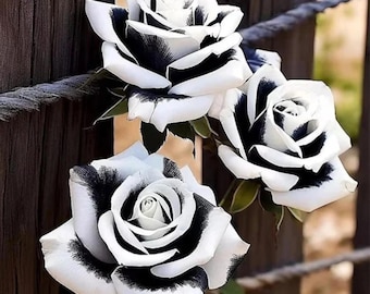 20pcs Rare Black & White Rose Seeds - Non-gmo Heirloom Variety