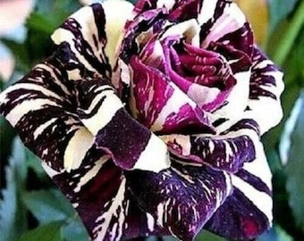 USA Seller Rare Black Dragon Rose Bush 50 Seeds (#2154)