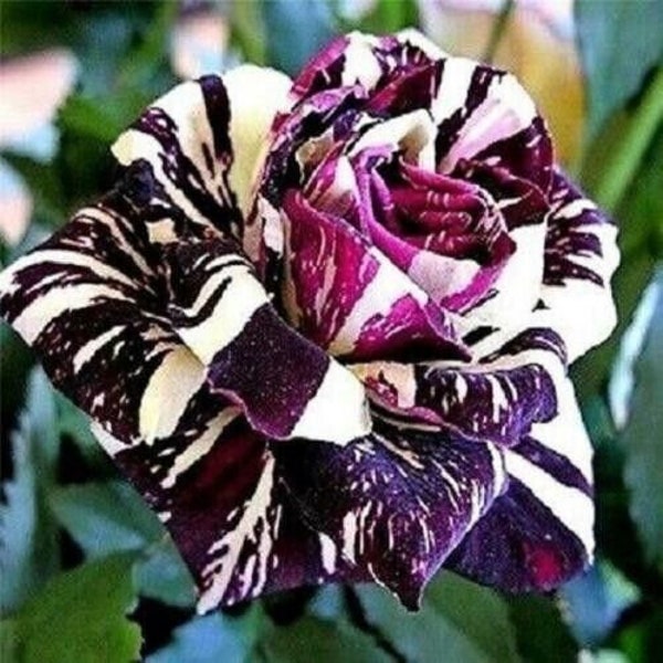USA Seller Rare Black Dragon Rose Bush 50 Seeds (#2154)