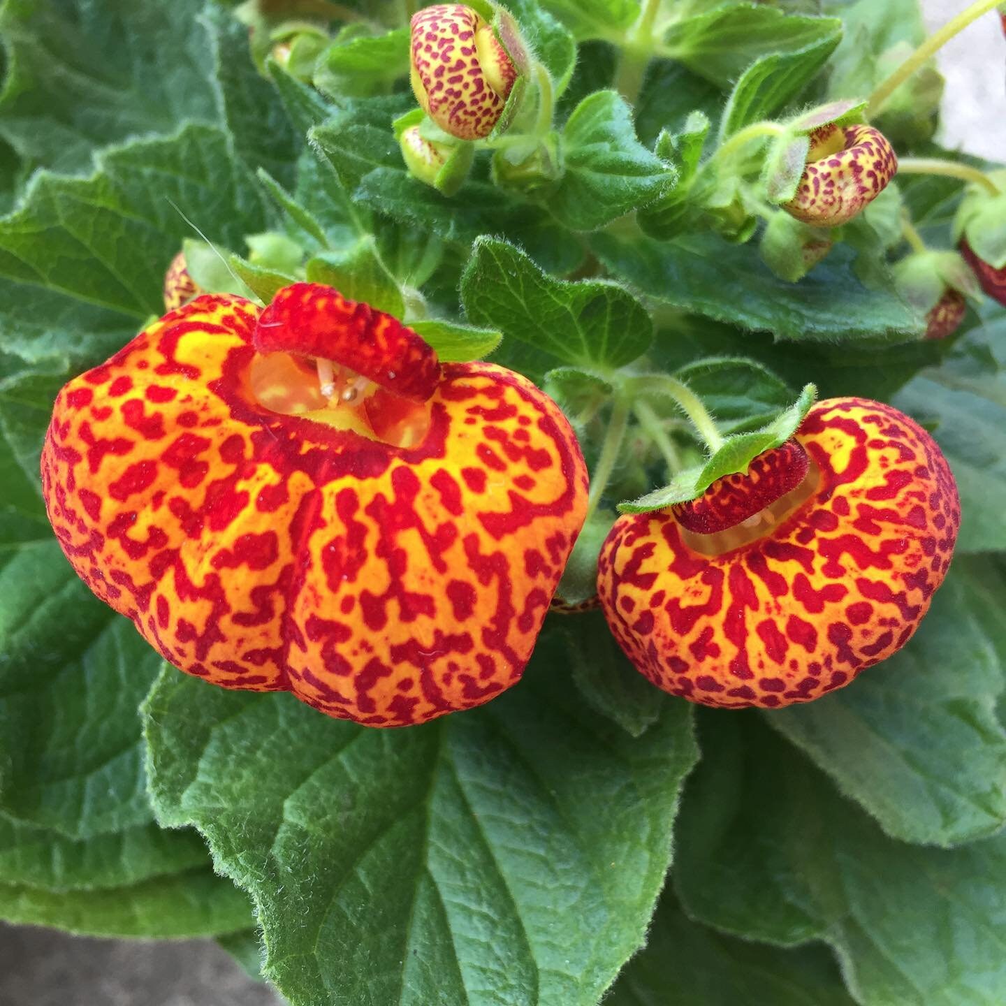 50pcs Speckled Red and Yellow Slipper Flower Seeds - Calceolaria