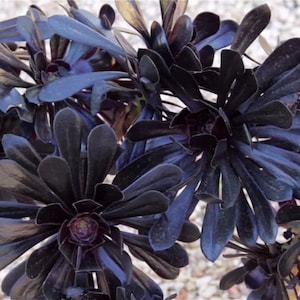 May include: Close-up of a cluster of dark purple succulent plants. The leaves are broad and arranged in a rosette pattern, with a slight blue hue. The plant is set against a background of small, light-colored pebbles.