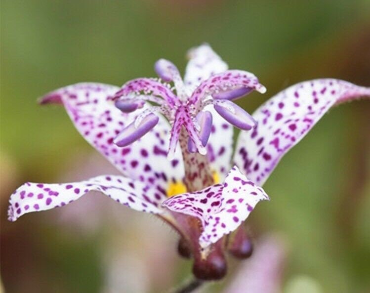 50pcs Tricyrtis Japanese Toad Lily Flower Seeds / Perennial Deer