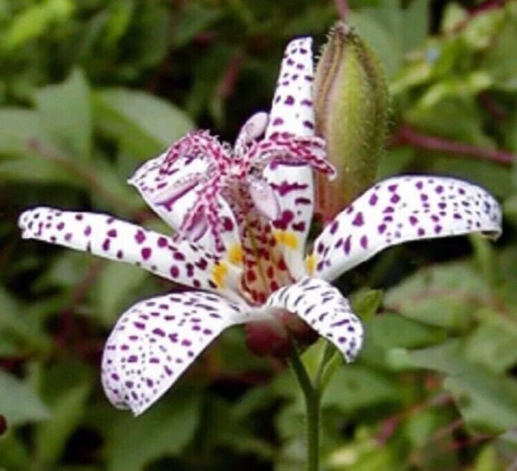 25+ Tricyrtis Japanese Toad Lily Flower Seeds / Perennial （4940