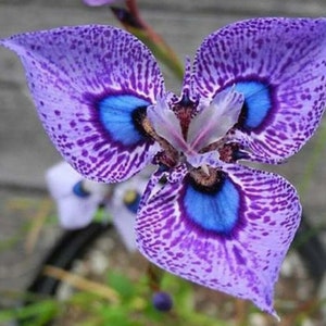 Puede incluir: Primer plano de una flor morada y azul con un patrón de manchas. La flor tiene un diseño único en forma de ojo en el centro.