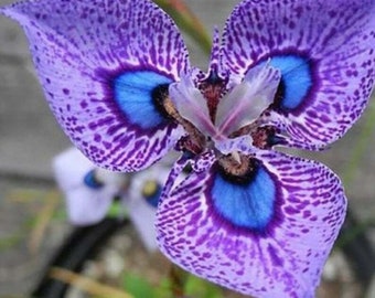 50PCS Phalaenopsis Papillon Orchidée Graines Balcon Pot Fleur Vivace.(#1311)