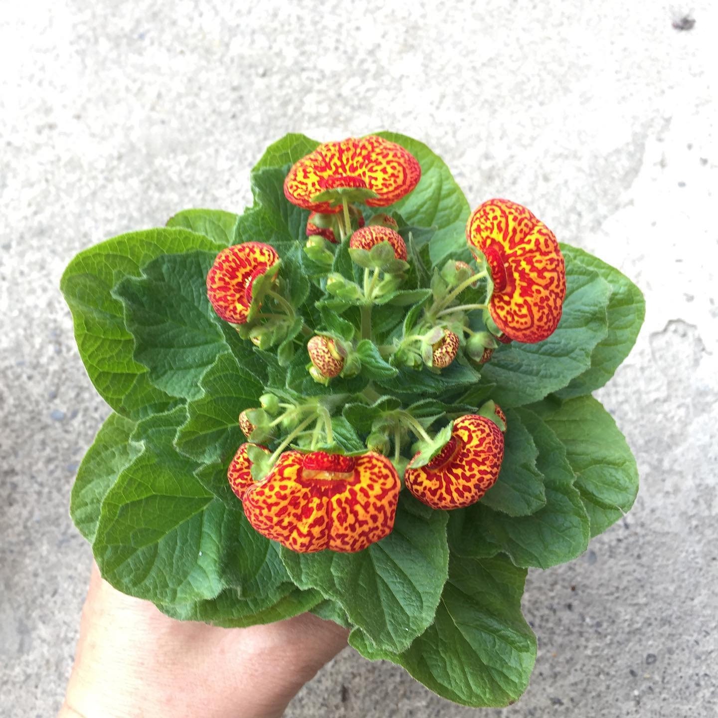 50pcs Speckled Red and Yellow Slipper Flower Seeds - Calceolaria