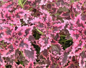 20 Pcs/Lot Coleus seeds DIY home garden #7543