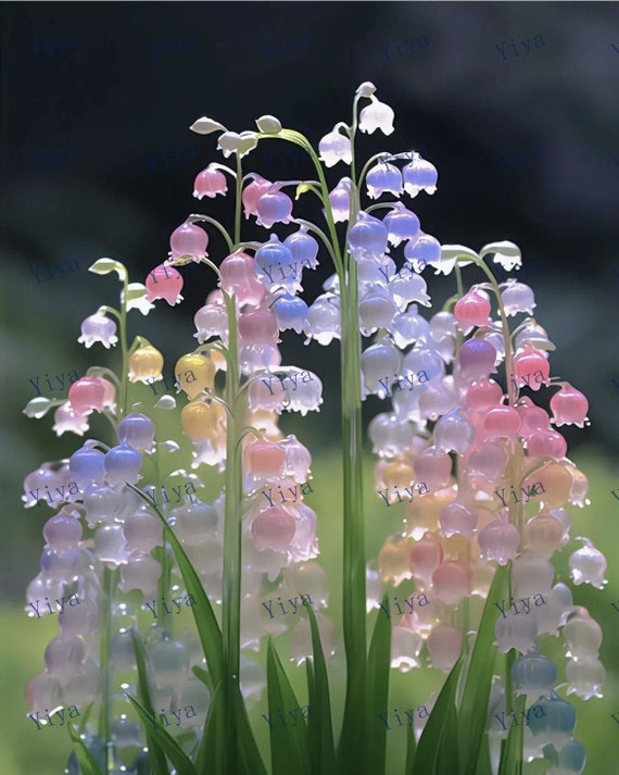 50pcs Canterbury Bells Seeds MIX Seeds Heirloom Flower campanula Medium Elegant Bloom 6988 Etsy