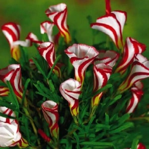 50Pcs Seeds Candy Cane Sorrel Oxalis Versicolor Seeds Garden Flowers.(#8533)