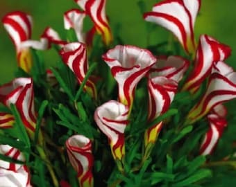 50Pcs Seeds Candy Cane Sorrel Oxalis Versicolor Seeds Garden Flowers.(#8533)