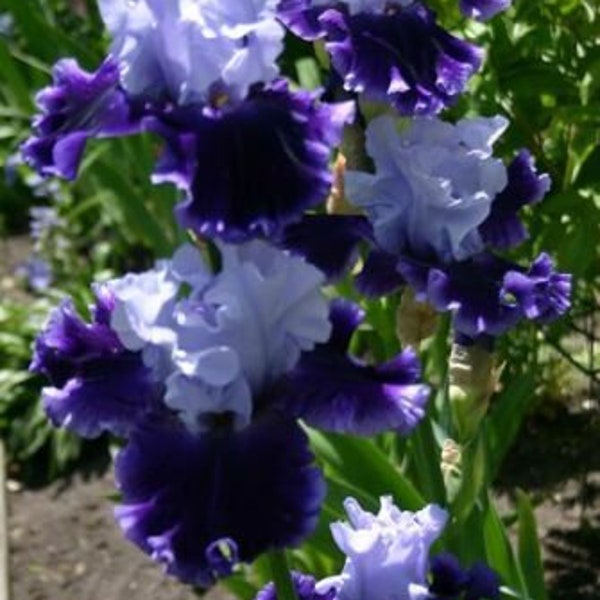 USA VENDEUR 10 Barbu Iris Fleur Violet Blanc Graines Plantes de jardin faciles à cultiver