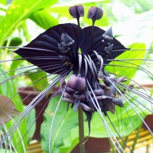 May include: A black flower with long, thin, dark purple petals and a dark purple center. The flower is surrounded by green leaves.