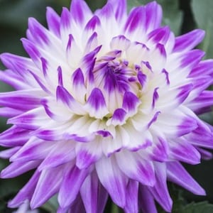 May include: A close-up of a white and purple dahlia flower with a layered, ruffled appearance. The petals are a soft white with purple edges.