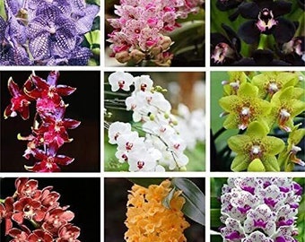 Semi di orchidea Cymbidium di varietà rare Semi di Cymbidium di colori misti 50 pezzi (3741)