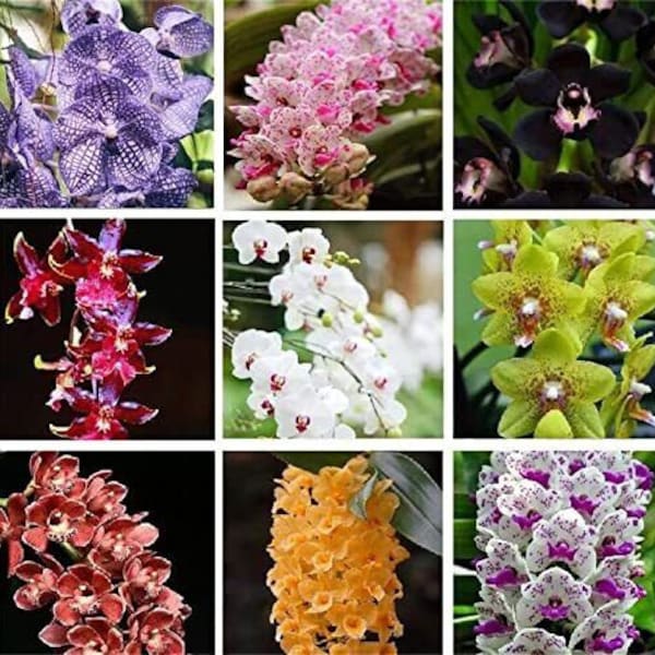 Rare Varieties Cymbidium Orchid Seeds Cymbidium Seeds Mixed Color 50Pcs （3741）